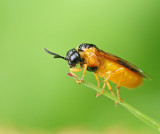 Arge ochropus, Gul rosenstekel.jpg