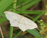 Blood-vein, Gr syremtare   (Timandra griseata).jpg