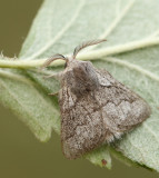 Hagtornspinnare (Trichiura crataegi).jpg