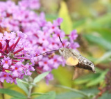 Hummingbird Hawk-moth, Strre dagsvrmare (Macroglossum stellatarum).jpg