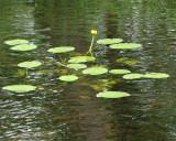 Gul nckros, Nuphar lutea.jpg