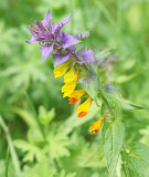 Wood Cow-wheat, Natt-och-dag    (Melampyrum nemorosum).jpg