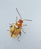 Aphthona_lutescens.jpg