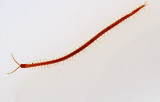 Blodjordkrypare, Pachymerium ferrugineum.jpg
