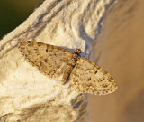 Mindre Ekmalmtare (Eupithecia dodoneata).jpg.jpg