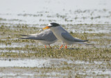 Little Tern, Smtrna, Sternula albifrons.jpg