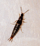 Heterothops dissimilis.jpg