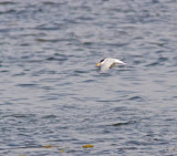 Little Tern, Smtrna, Sternula albifrons.jpg