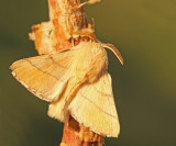  Malacosoma neustrium, Lackey moth, Buskringspinnare.jpg