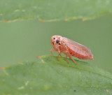  Macropsis fuscula.jpg