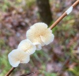 Agarics, gilled mushrooms
