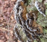 Tickor, Bracket Fungi