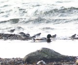Swedish Waders