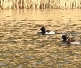 Swedish Swans, Geese and Ducks