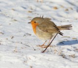 European Robin, Rödhake