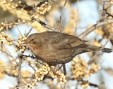 Koltrast, Blackbird female, Turdus merula. jpeg