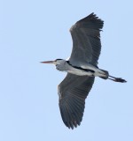 Grey Heron, Grhger  (Ardea cinerea)