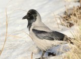 Swedish Shrikes, Crows and Starling