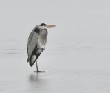Swedish Divers, Grebes and Herons