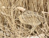Bittern, Rördrom, Botaurus stellaris