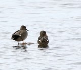 Gadwall, Snatterand   (Anas strepera).jpg