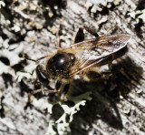 Brachypalpus laphriformis, Brun mulmblomfluga