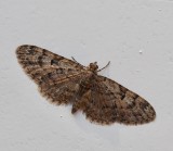 Mindre ekmalmtare (Eupithecia dodonaea).jpg