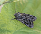 Sideridis reticulata, Vitribbat lundfly