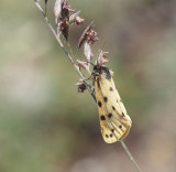 Parmelia Footman, Mindre borstspinnare  (Setina roscida).jpg