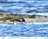 Pintail, Stjrtand, Anas acuta. jpeg