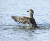 Gadwall, Snatterand   (Anas strepera).jpg