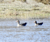 Lesser white-fronted goose, Fjllgs, Anser erythropus. jpeg