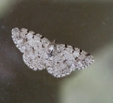 Allavmtare, Aethalura punctulata. jpeg