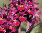 Elder-flowered Orchid, Adam och Eva, Adam  (Dactylorhiza sambucina).jpg