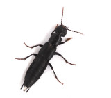 Swedish Rove Beetles, Kortvingar (Staphylinidae)