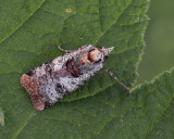 Grvattrat bandfly  (Epilecta linogrisea).jpg
