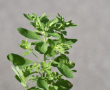 TRELVXTER! Rvtrel, Euphorbia peplus. jpeg