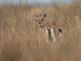 Thomsons gazelle / Thomsongazelle / Eudorcas thomsonii