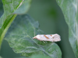 Kommabladroller / Smeathmanns aethes moth / Aethes smeathmanniana