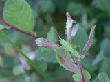 Sikkelsprinkhaan / Sickle-bearing Bush Cricket / Phaneroptera falcata