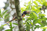 Collared Aracari / Halsbandarassari / Pteroglossus torquatus