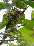 Crimson-fronted Parakeet / Finsch aratinga / Psittacara finschi