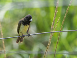 Yellow-bellied Seedeater / Geelbuikdikbekje / Sporophila nigricollis