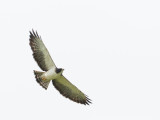 Short-tailed Hawk / Kortstaartbuizerd / Buteo brachyurus