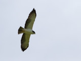 Short-tailed Hawk / Kortstaartbuizerd / Buteo brachyurus