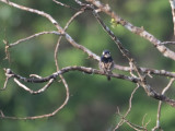 Black-breasted Puffbird / Zwartborstbaardkoekoek / Notharchus pectoralis