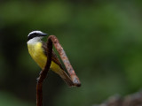 Great Kiskadee / Grote Kiskadie / Pitangus sulphuratus