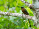 Lessons Motmot / Lessons motmot / Momotus lessonii