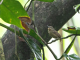 Checker-throated Antwren / Marmerkeelmiersluiper / Epinecrophylla fulviventris