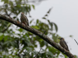 Red-crowned Woodpecker / Roodkruinspecht / Melanerpes rubricapillus